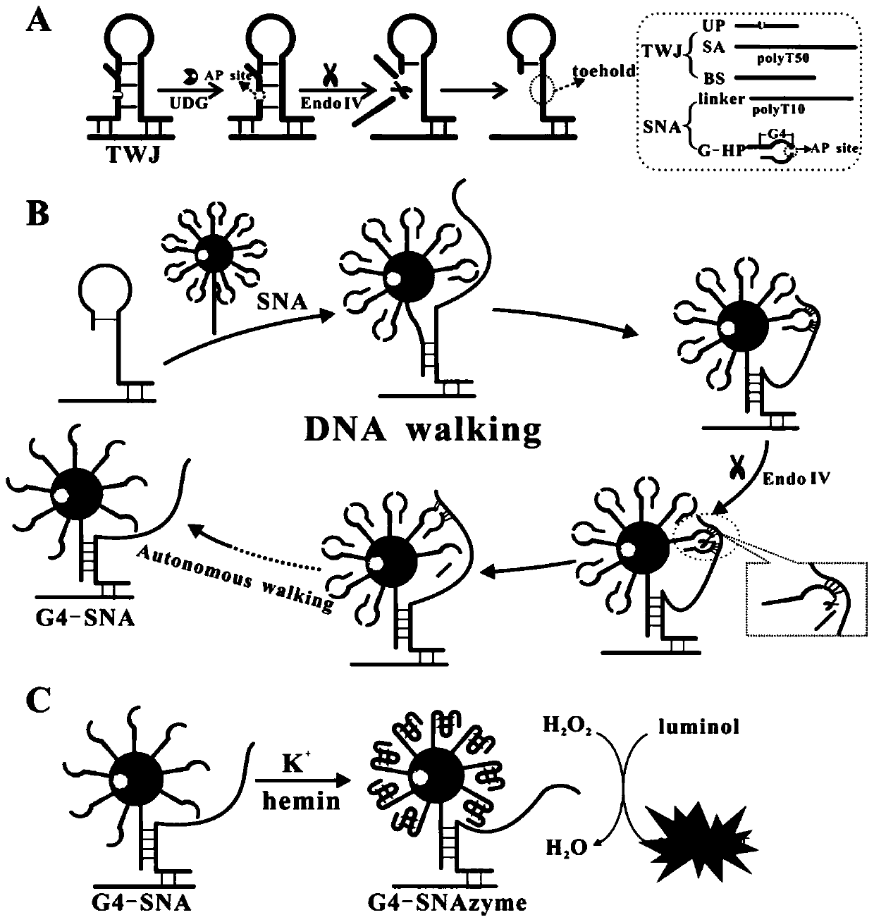 Chemiluminescence biosensor for detecting uracil-DNA glycosylase and preparation method and application of chemiluminescence biosensor