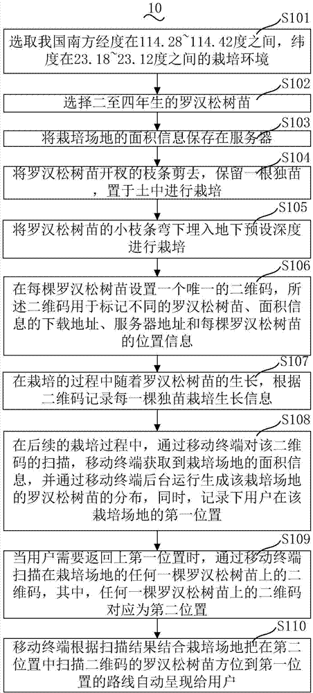 Yaccatree cultivating method