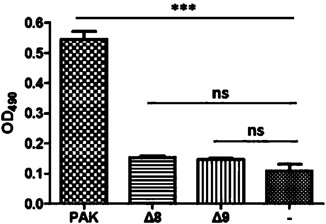 Building method of attenuated pseudomonas aeruginosa and application of attenuated pseudomonas aeruginosa to protein transfection