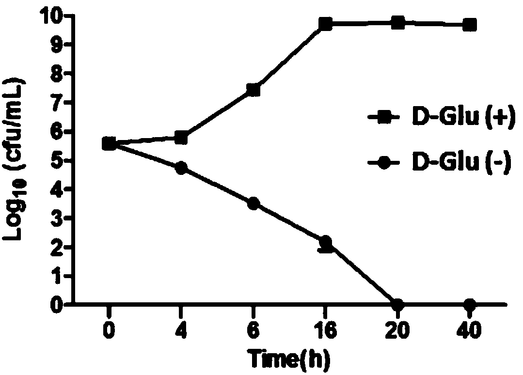 Building method of attenuated pseudomonas aeruginosa and application of attenuated pseudomonas aeruginosa to protein transfection