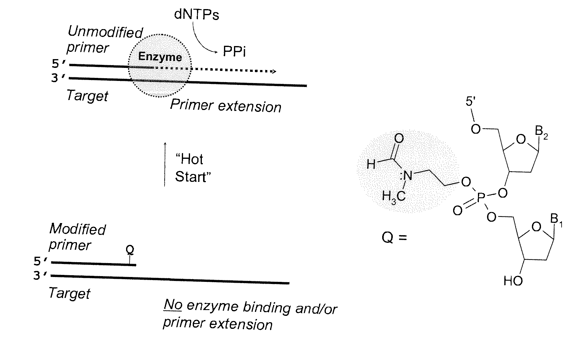 Chemically modified oligonucleotide primers for nucleic acid amplification