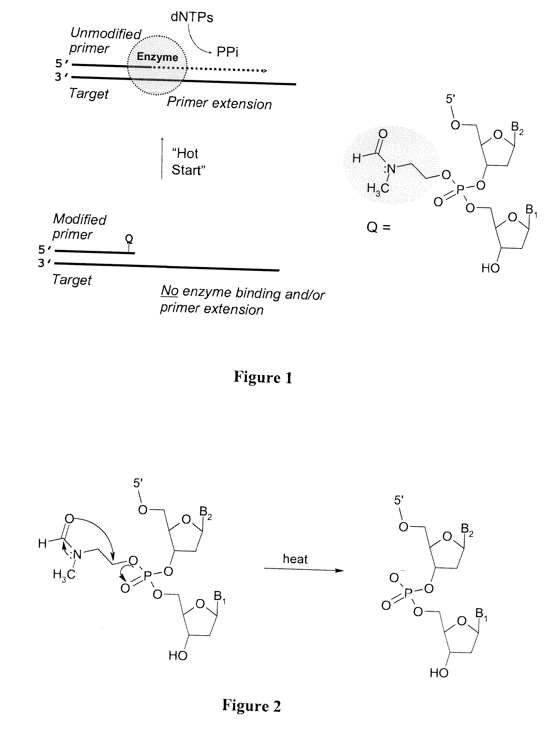 Chemically modified oligonucleotide primers for nucleic acid amplification