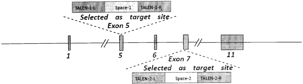 Methods and applications for screening ultra-low fucose cell lines