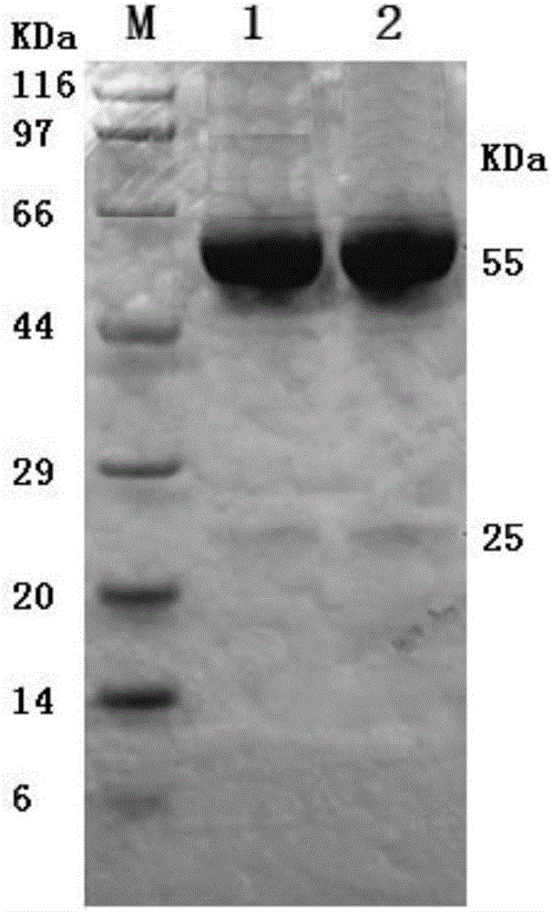 Porcine epidemic diarrhea virus monoclonal antibody, cell strain thereof and application