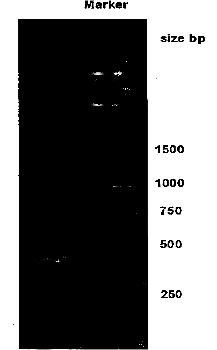 PCR amplification system and PCR amplification method for high GC content gene