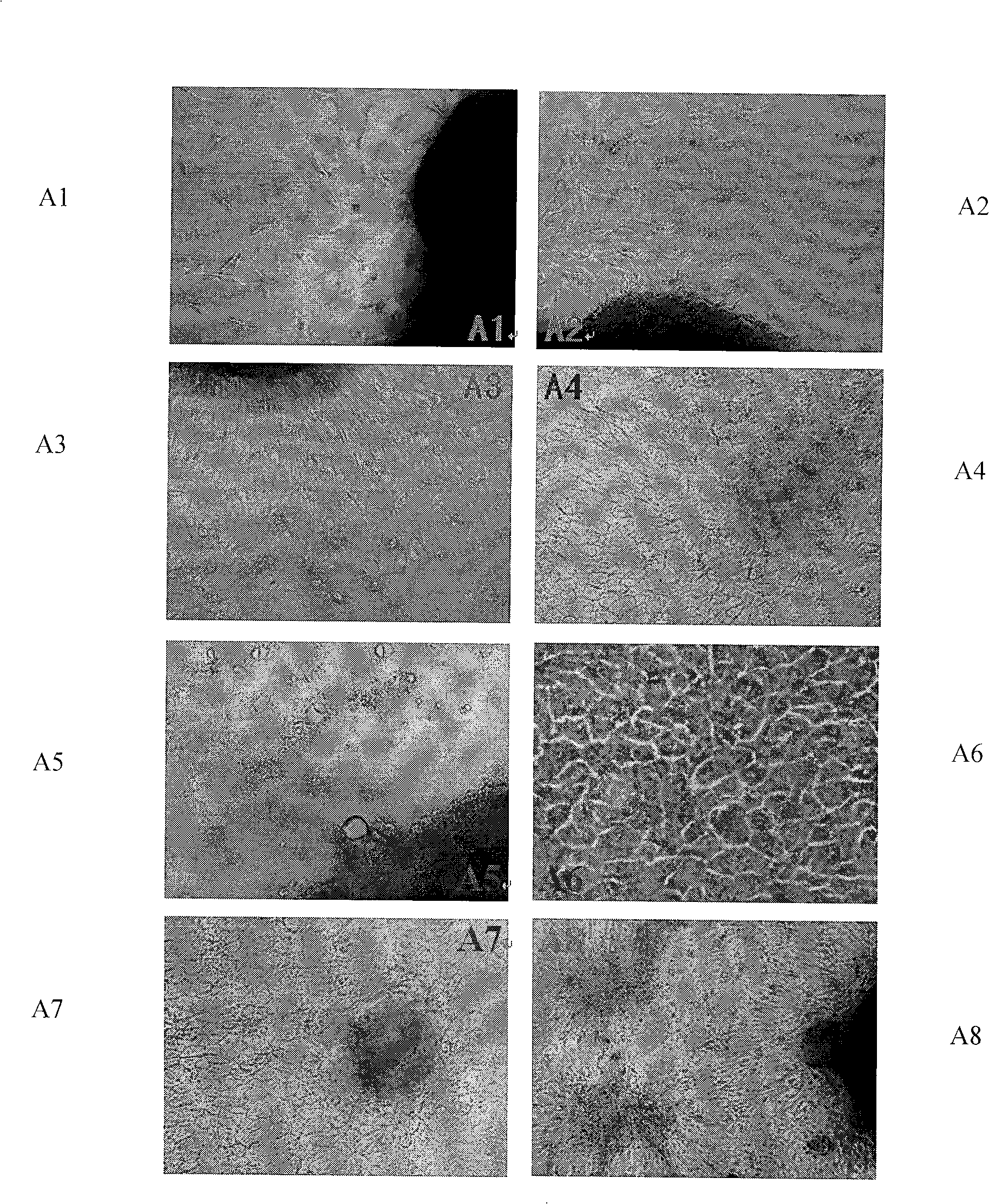 Separation and purification method, as well as preservation method for ruminant galactophore epithelial cell