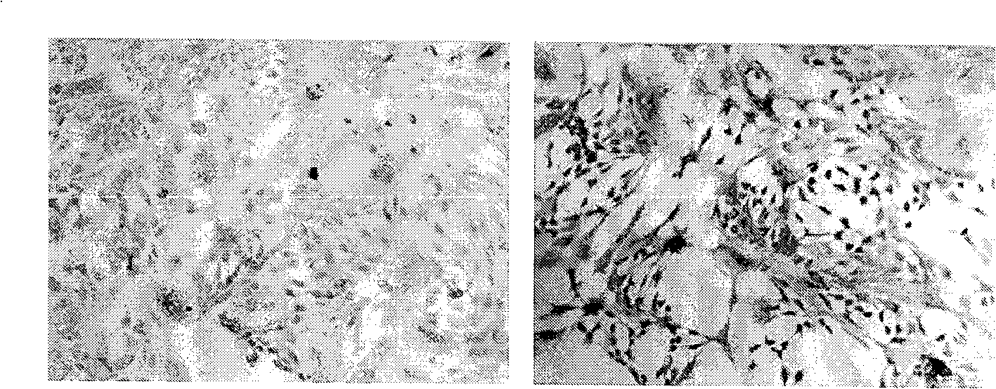 Separation and purification method, as well as preservation method for ruminant galactophore epithelial cell