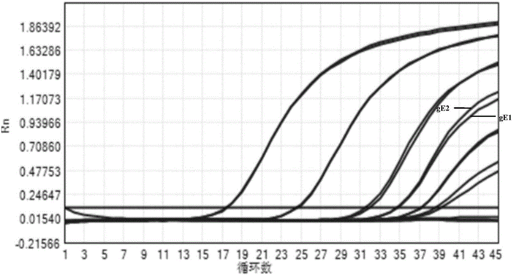 Taqman real-time fluorescence PCR kit for diagnosis of wild strain of pseudorabies virus in pig umbilical cord blood and application thereof