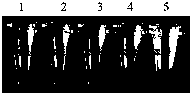 LAMP rapid detection method for Xinjiang isolate of phytoplasmas of apricot chlorotic leaf roll