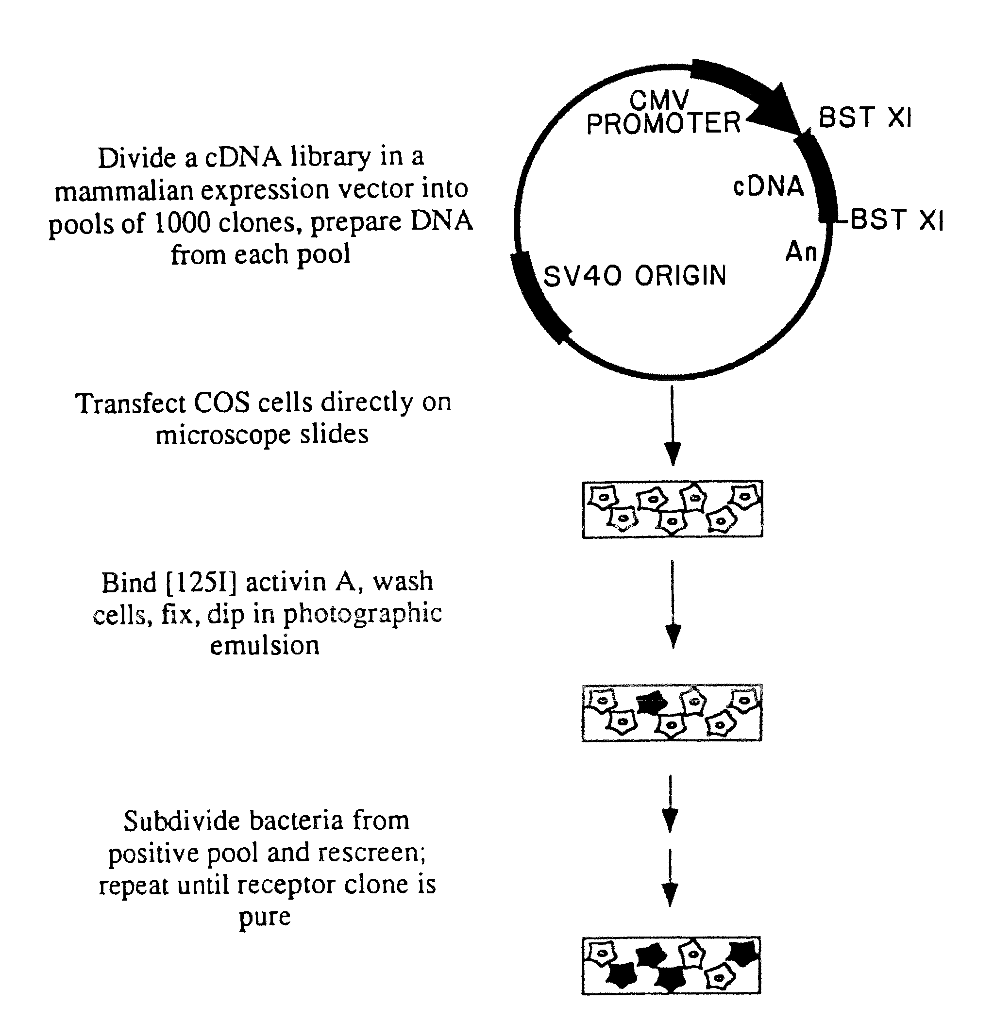 Cloning and recombinant production of receptor(s) of the activin/tgf-beta superfamily