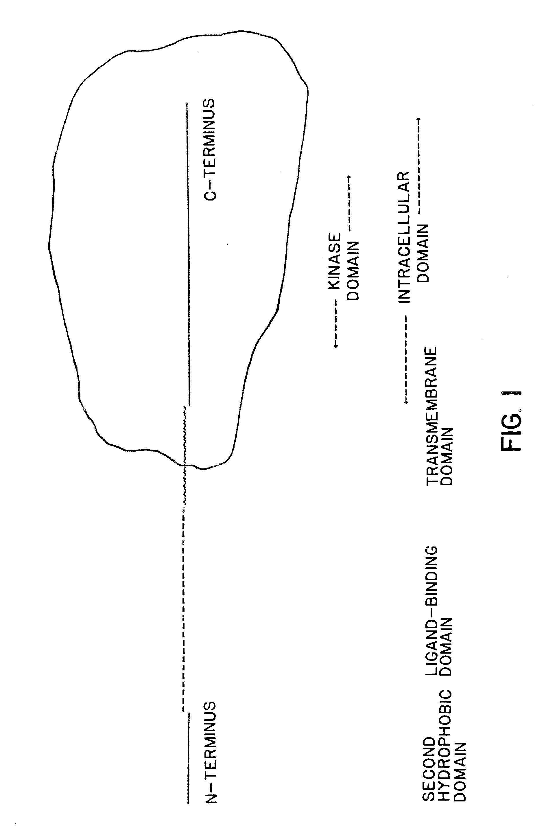 Cloning and recombinant production of receptor(s) of the activin/tgf-beta superfamily