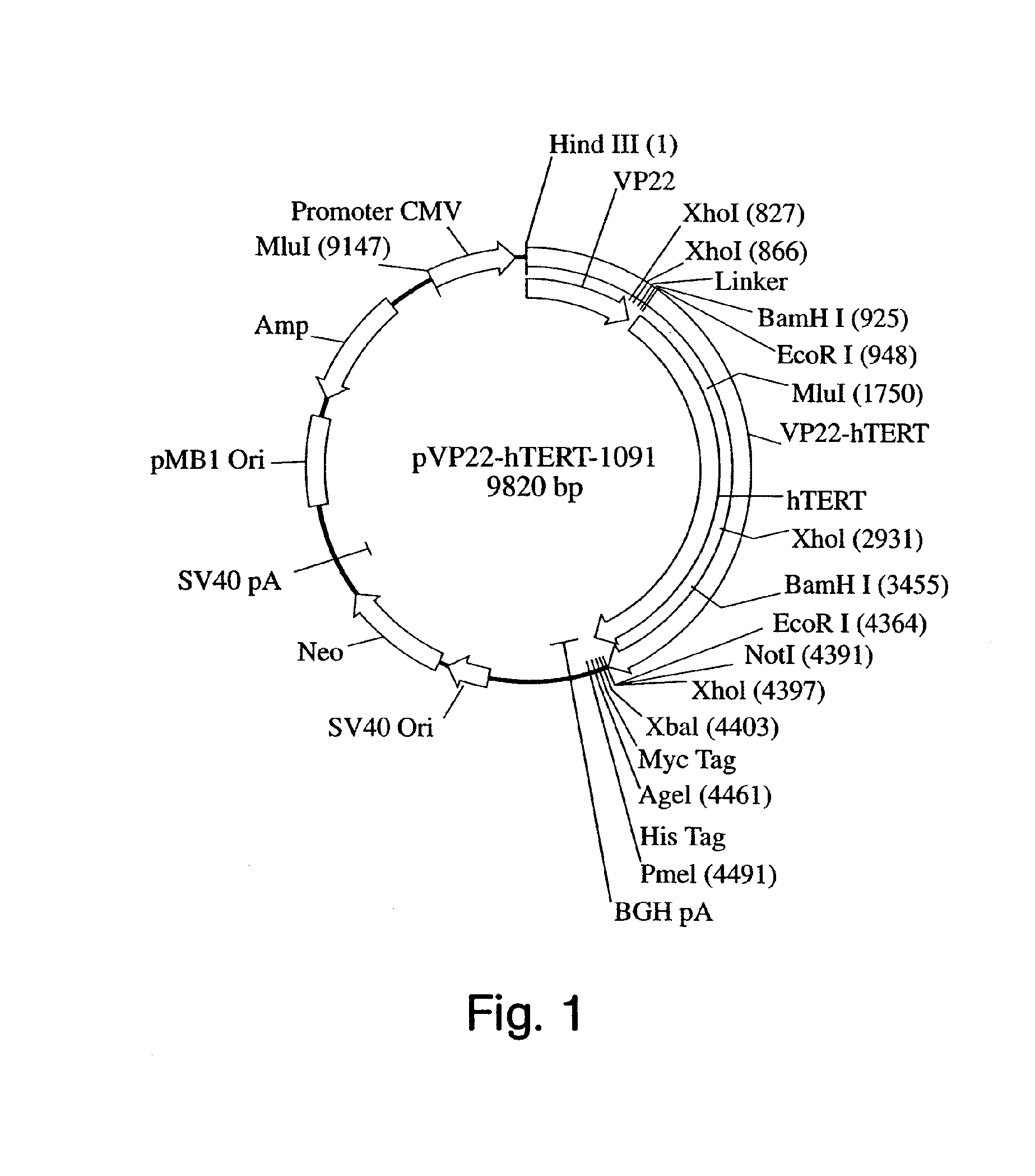 Transiently immortalized cells for use in gene therapy