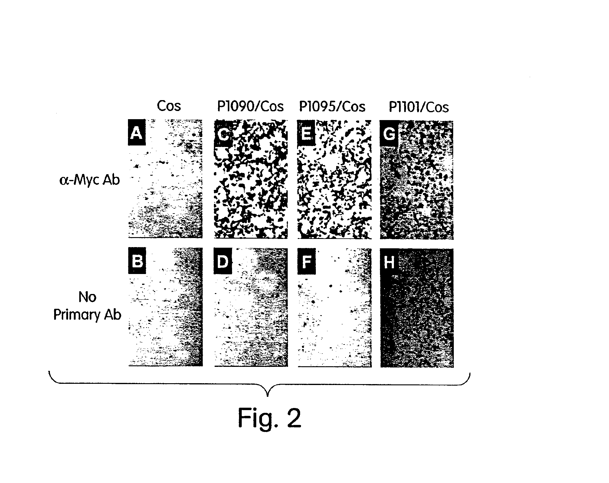 Transiently immortalized cells for use in gene therapy