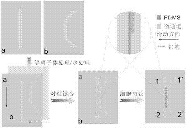 Micro-slit-structure-based full PDMS (polydimethylsiloxane) micro-fluidic cell capturing chip and manufacturing method thereof