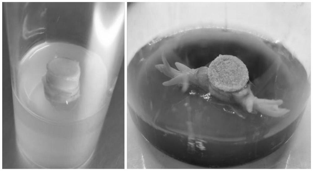 A kind of rapid propagation method of pandanus tissue culture seedlings