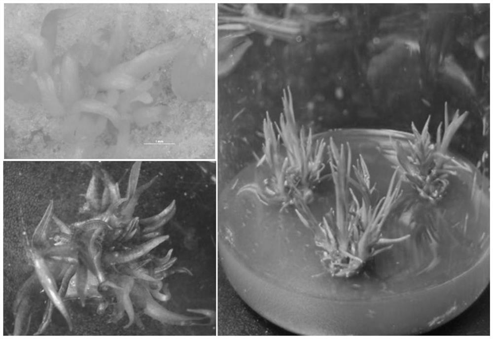 A kind of rapid propagation method of pandanus tissue culture seedlings