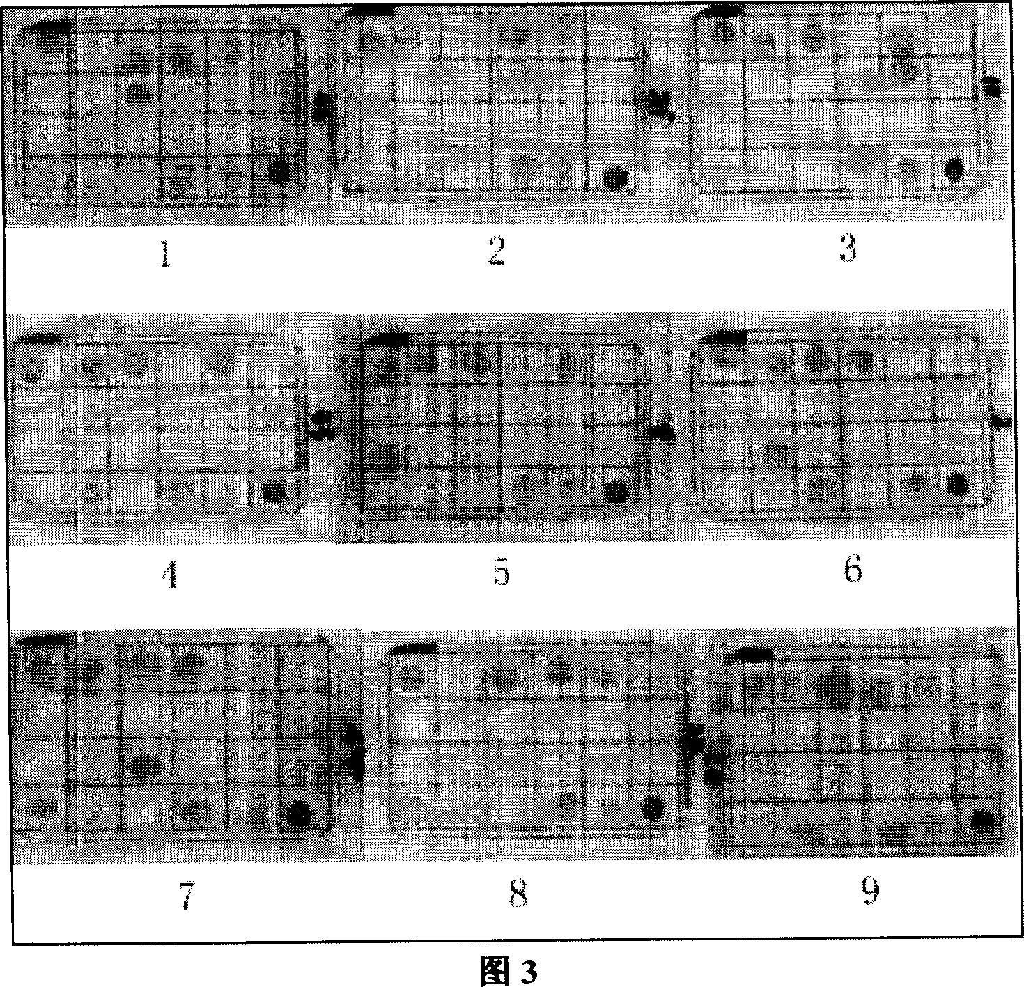 Method and kit for detecting mycobacterium tuberculosis and drug-resistant gene mutation thereof