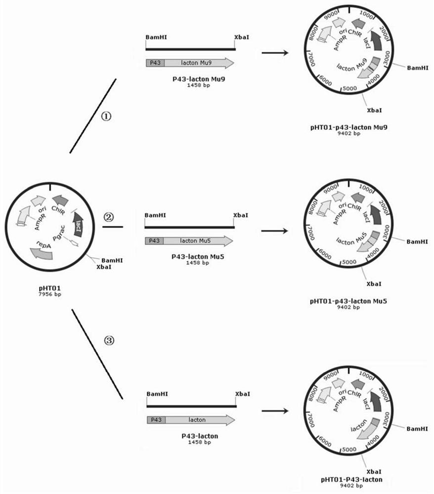 Pantolactone hydrolase mutant strain and application thereof