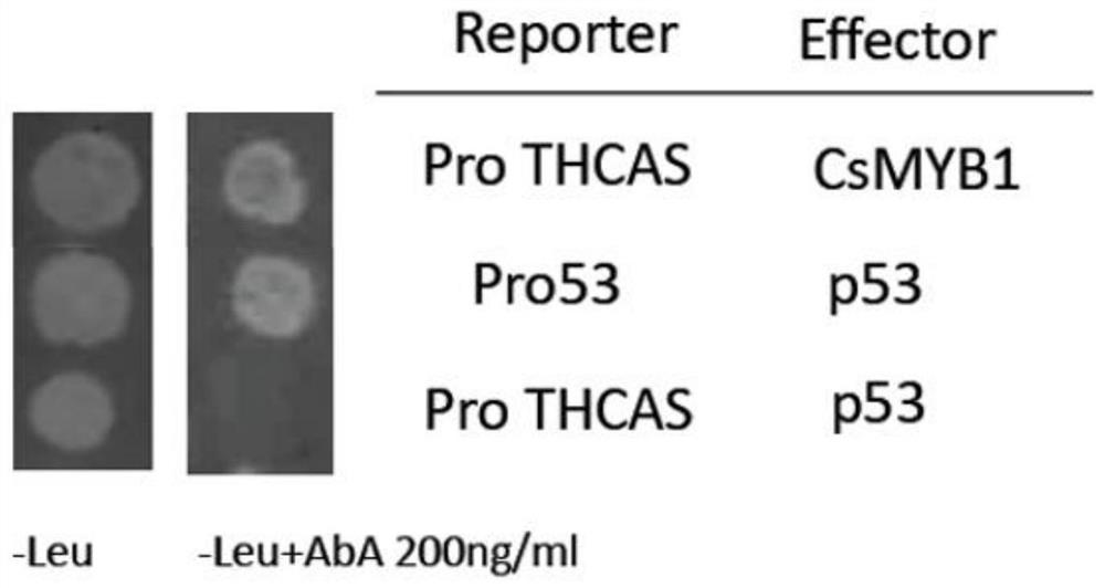 A kind of transcription factor csmyb1 isolated from the glandular trichomes of cannabis and its application