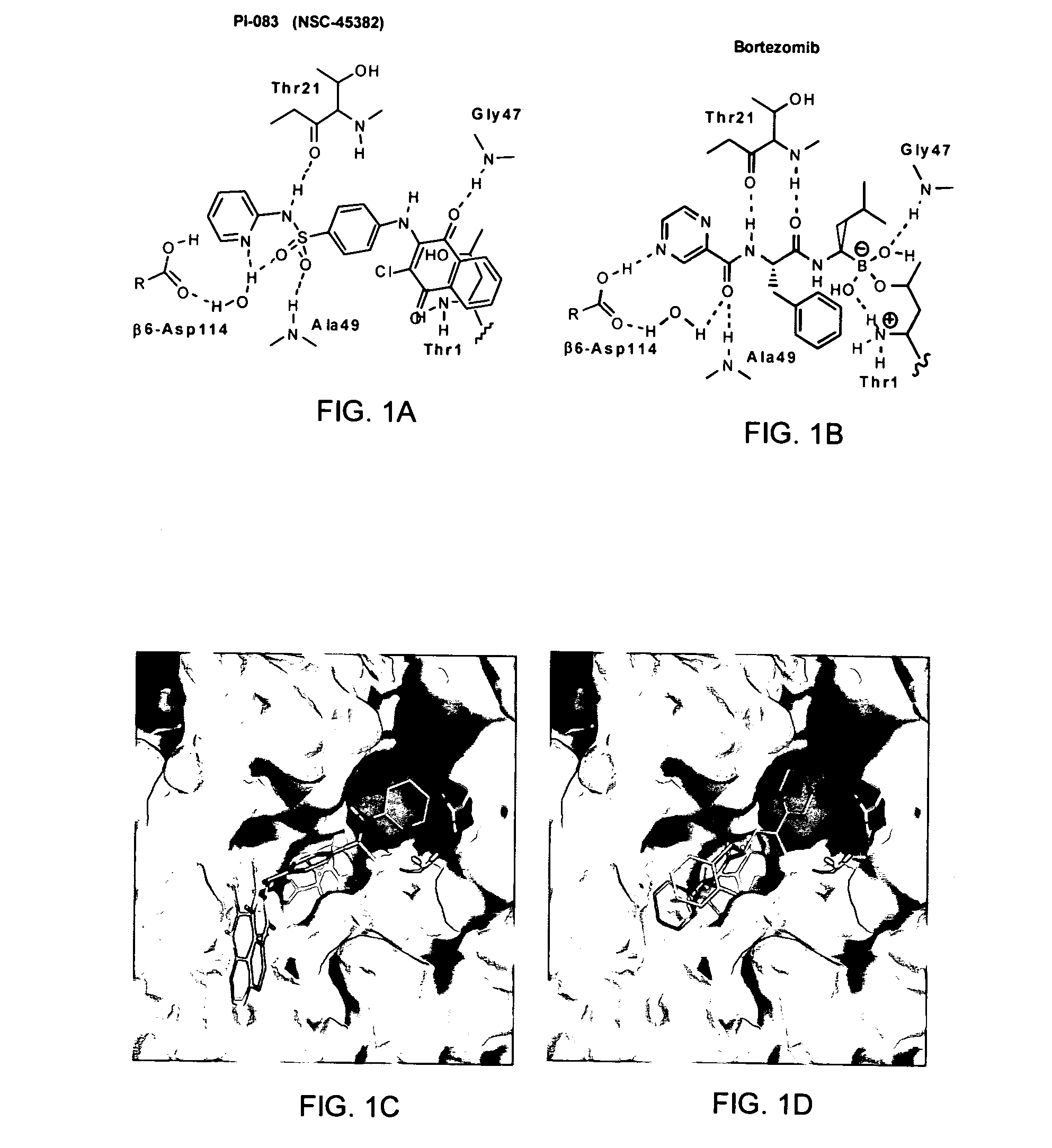 Proteasome inhibitors for selectively inducing apoptosis in cancer cells