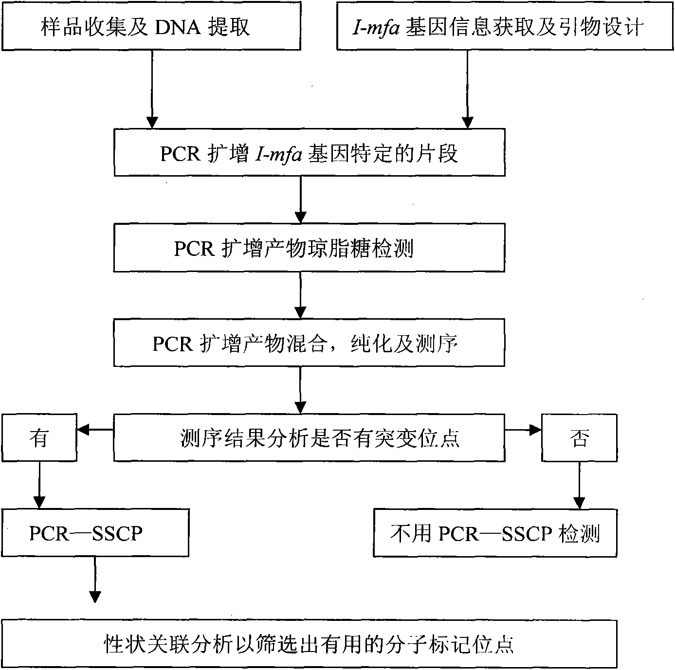 Single nucleotide polymorphic locus of cattle I-mfa gene and detection method thereof