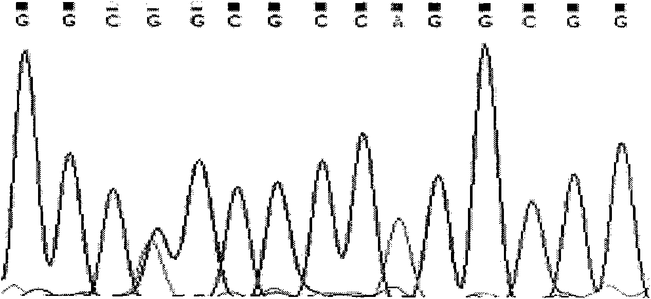 Single nucleotide polymorphic locus of cattle I-mfa gene and detection method thereof