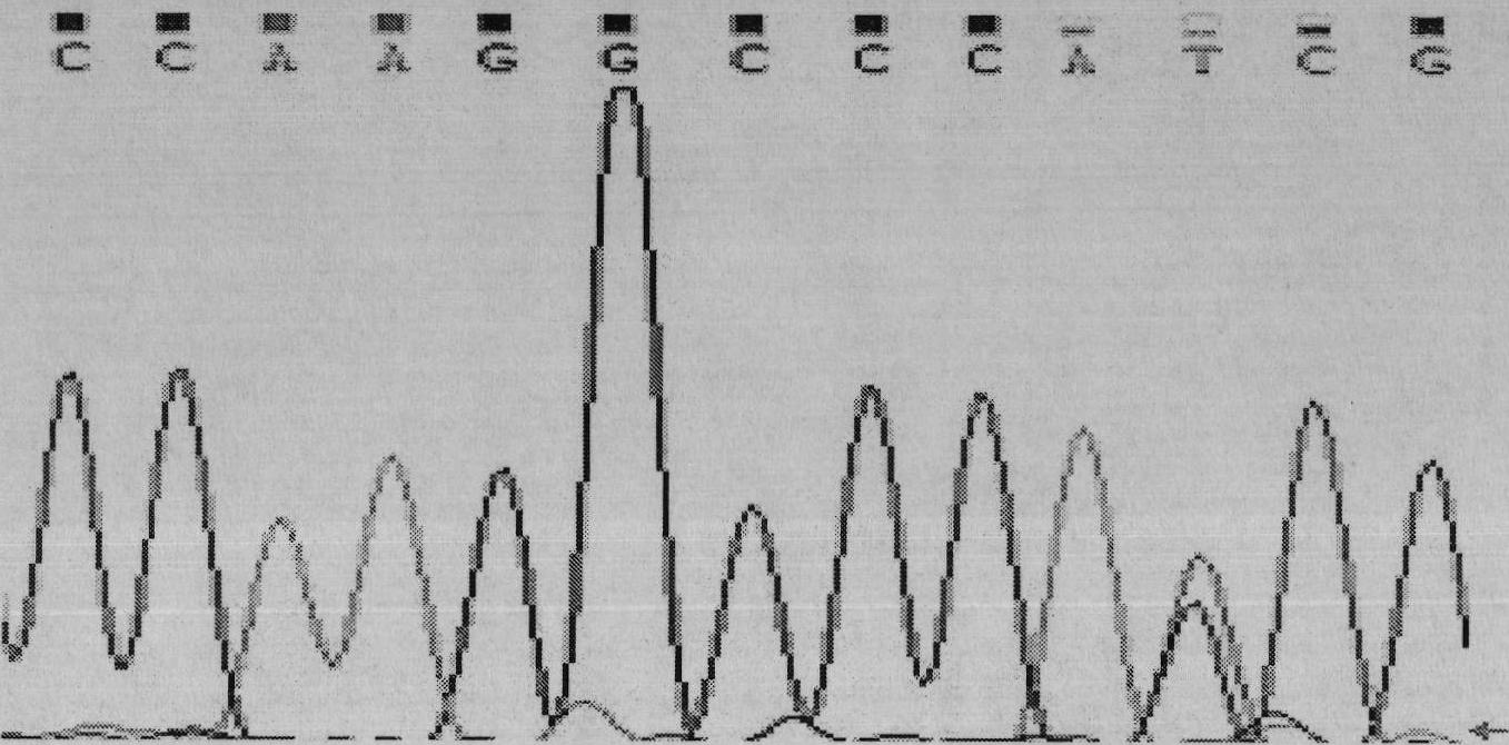 Single nucleotide polymorphic locus of cattle I-mfa gene and detection method thereof