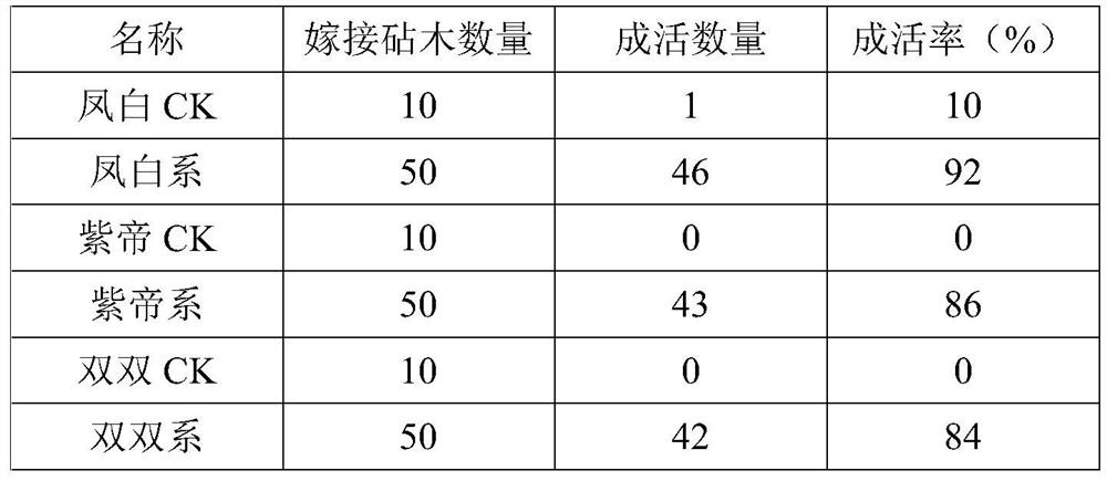 Grafting cultivation method of wisteria