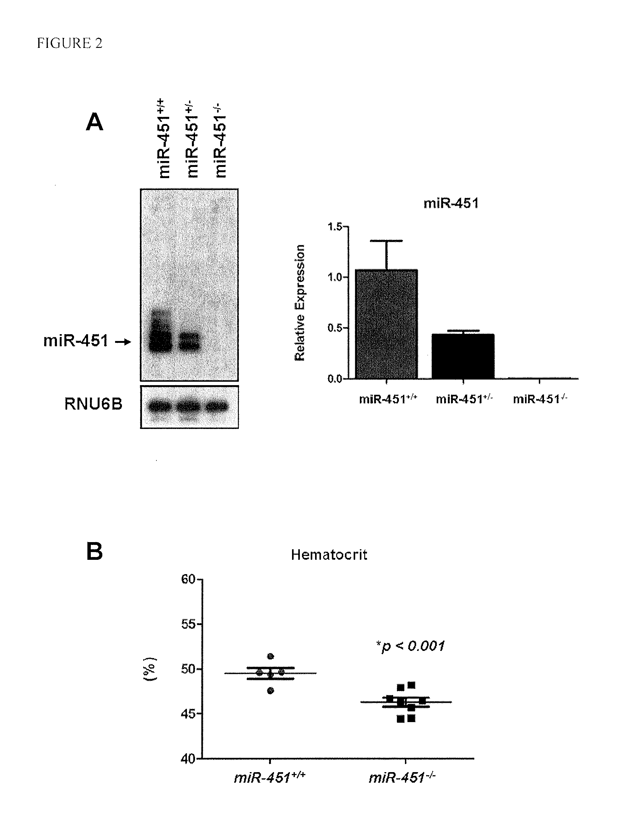 Antimir-451 for the treatment of polycythemias