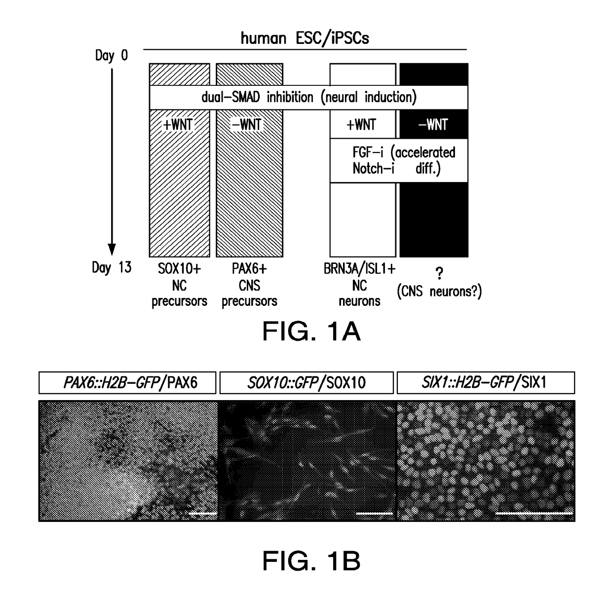 Differentiation of cortical neurons from human pluripotent stem cells