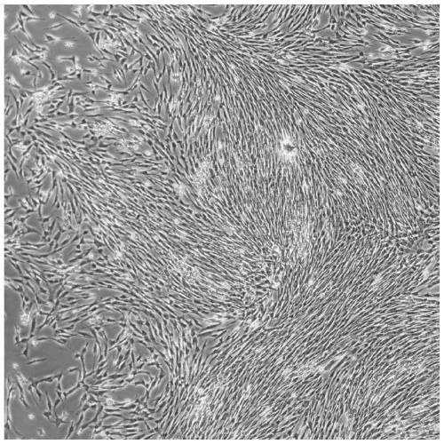 Aneuploidy prenatal FISH detection internal quality control method