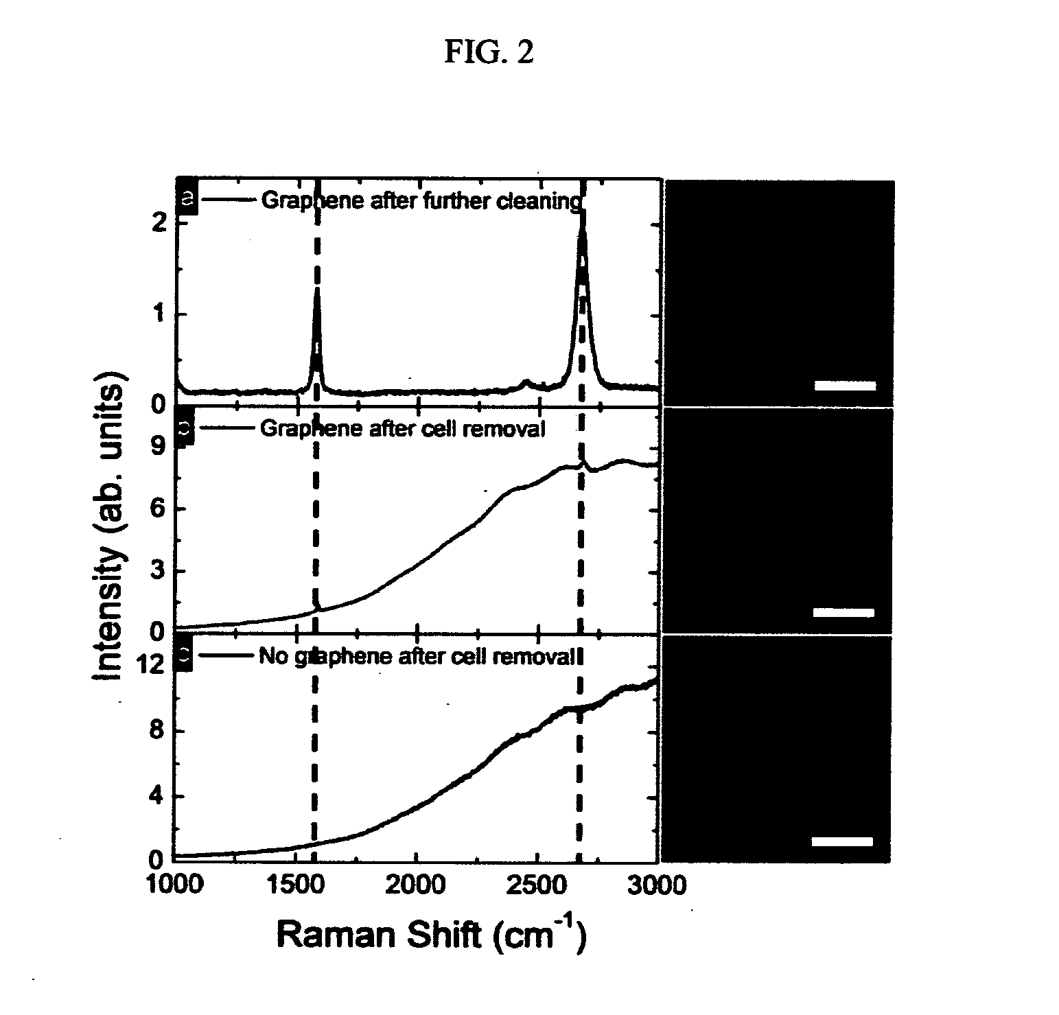 Method For Controlling And Accelerating Differentiation Of Stem Cells Using Graphene Substrates