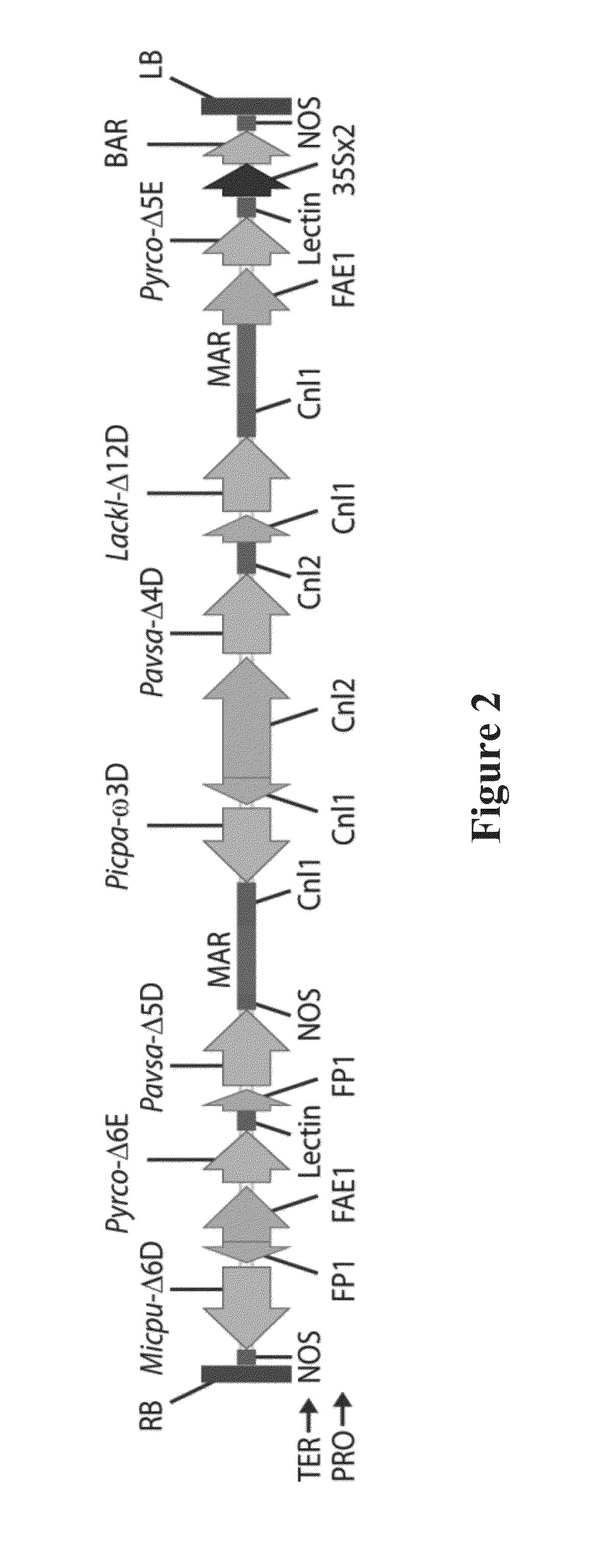 Lipid comprising long chain polyunsaturated fatty acids