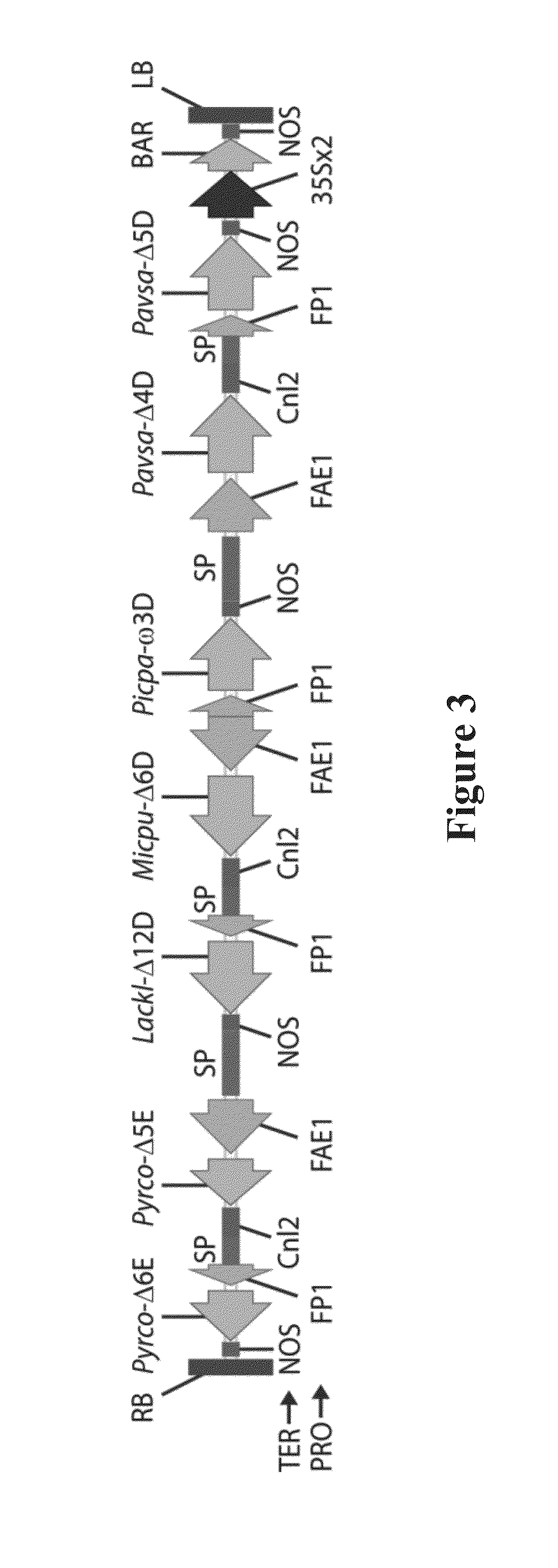 Lipid comprising long chain polyunsaturated fatty acids