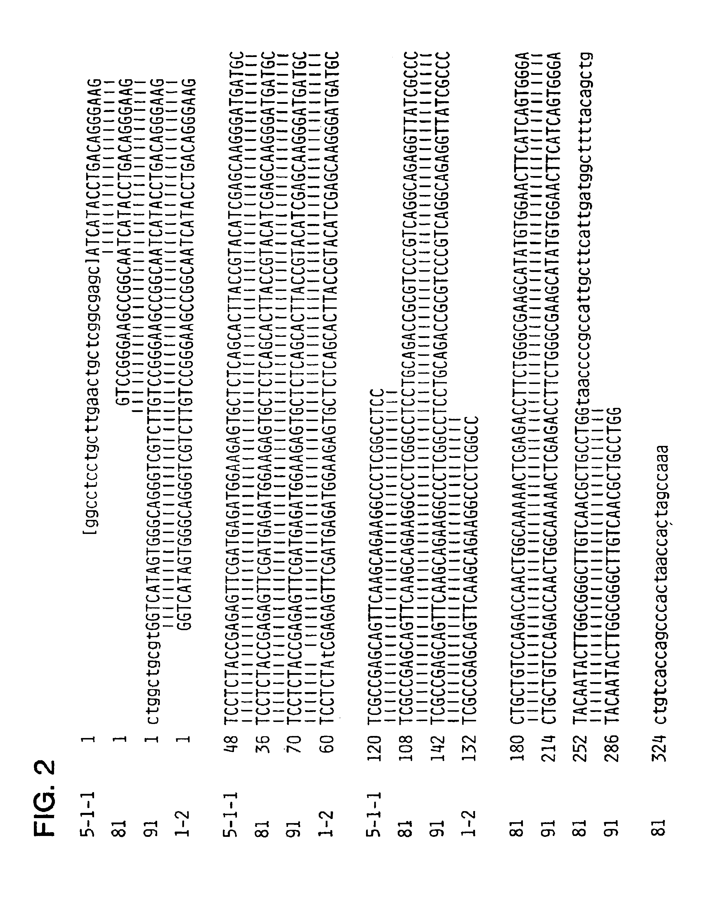 NANBV diagnostics and vaccines