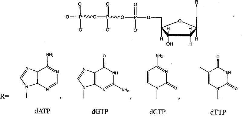 Novel technology for full cellular biosynthetic deoxyribonucleoside triphosphate