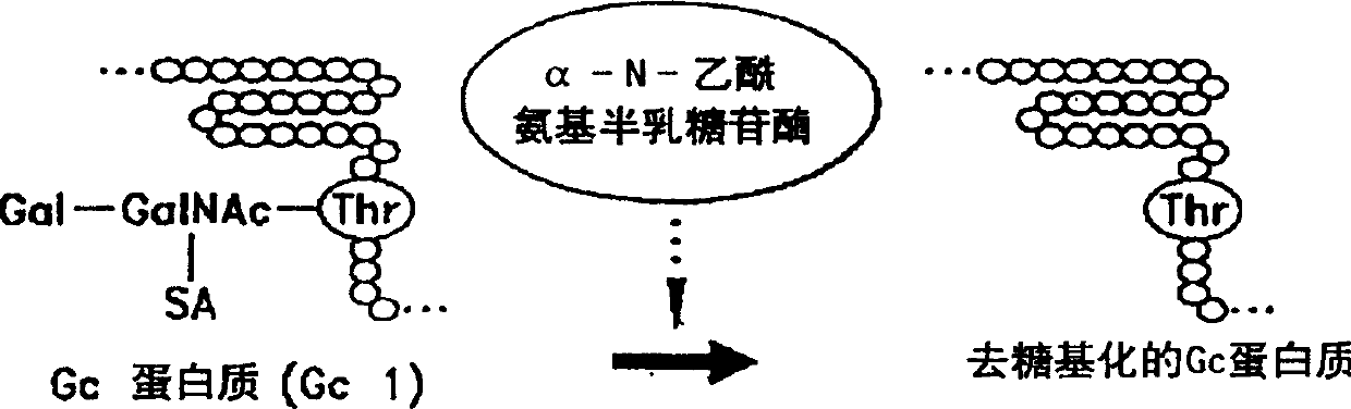 Determination of alpha-N-acetamino galactosidase activity