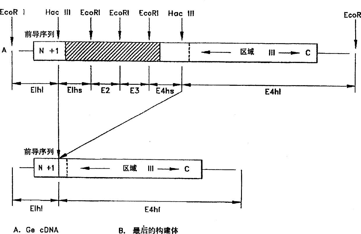 Determination of alpha-N-acetamino galactosidase activity