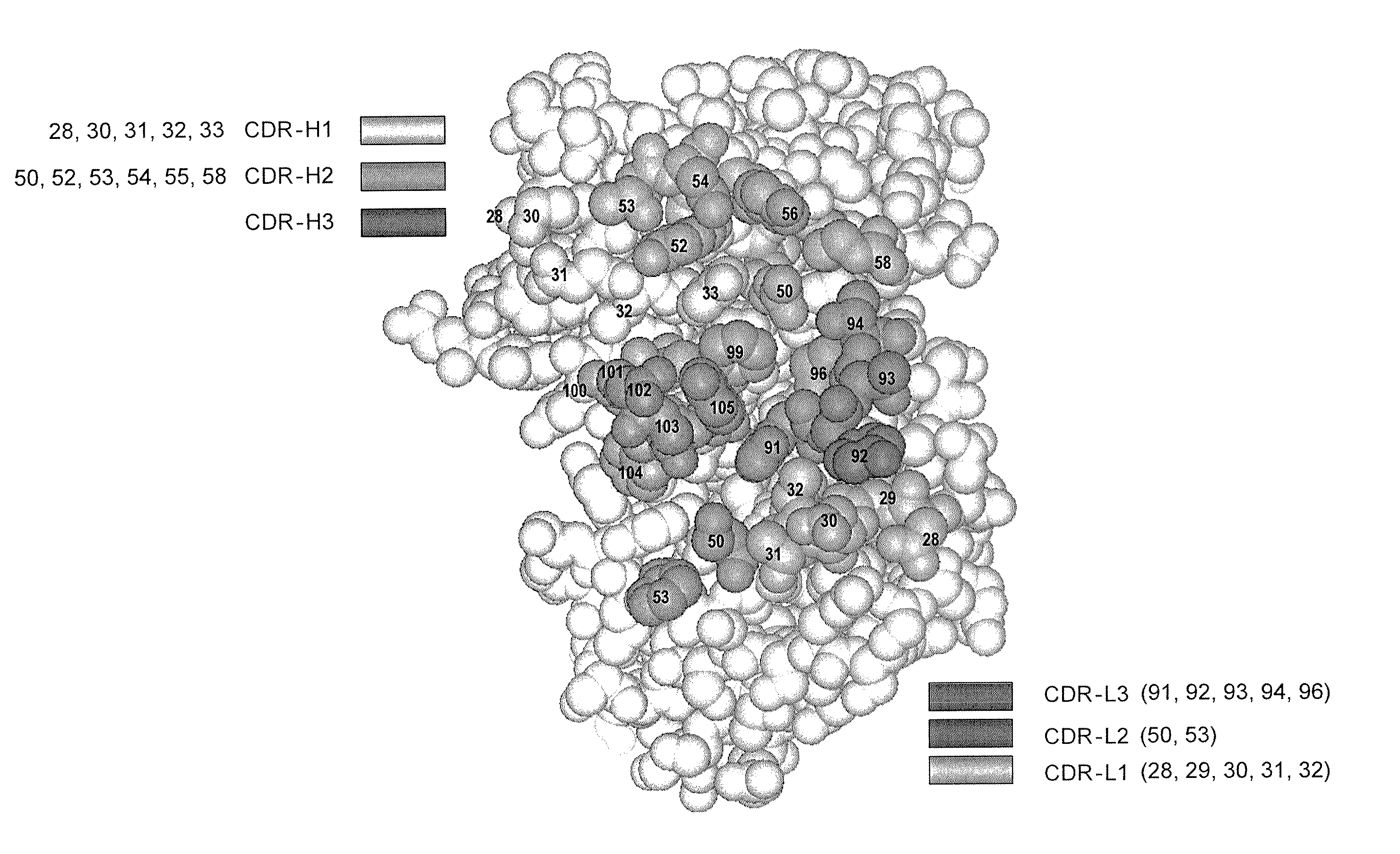 Binding polypeptides with restricted diversity sequences