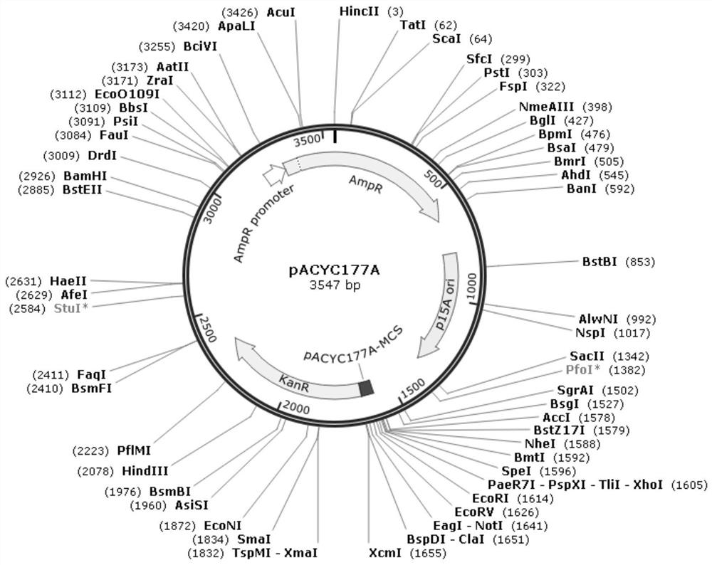 Replicon for transient transfection of duck Tembusu virus carrying Renilla luciferase and its construction method and application