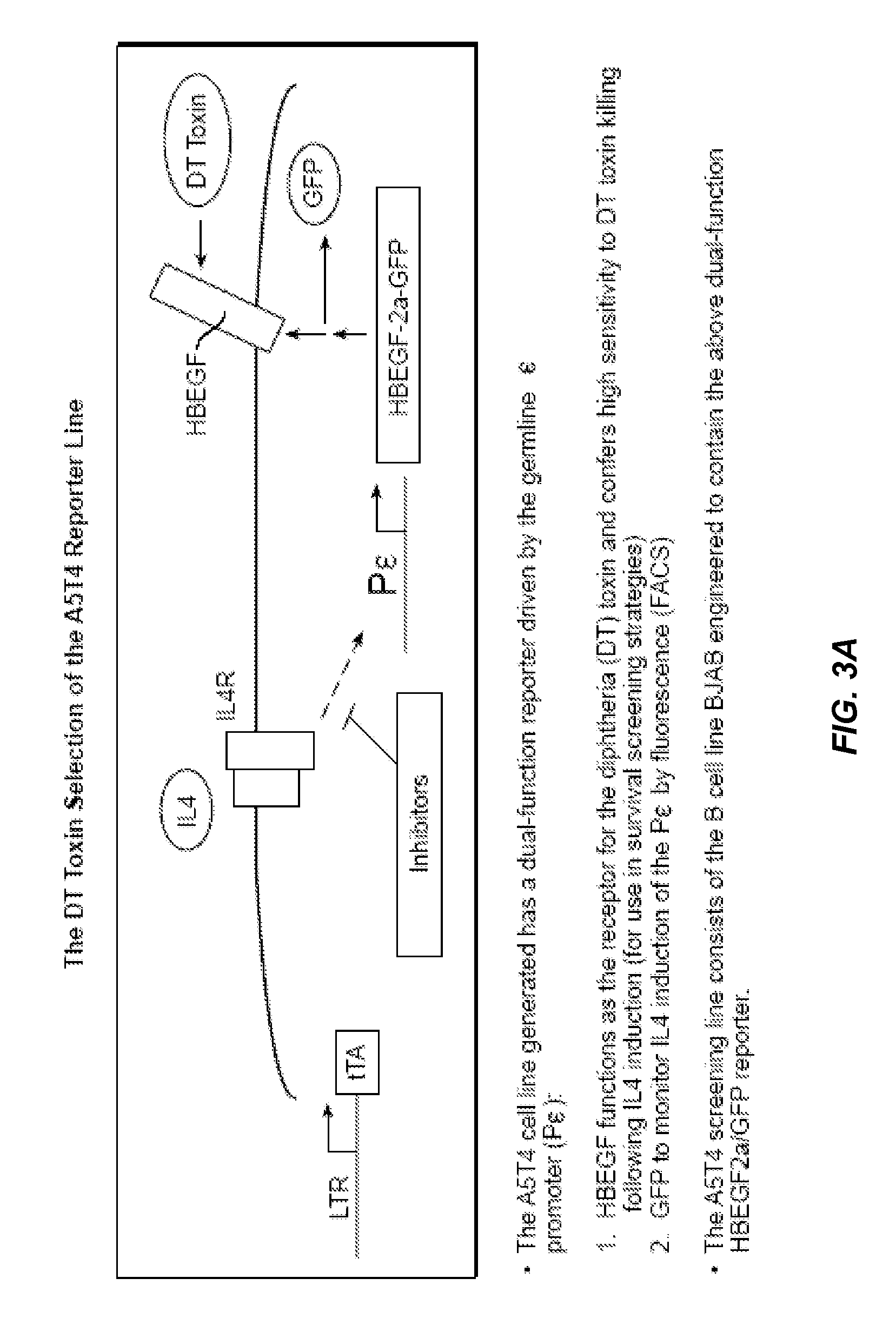 Methods of Identifying Compounds that Modulate IL-4 Receptor-Mediated IgE Synthesis Utilizing a B-Cell Associated Protein