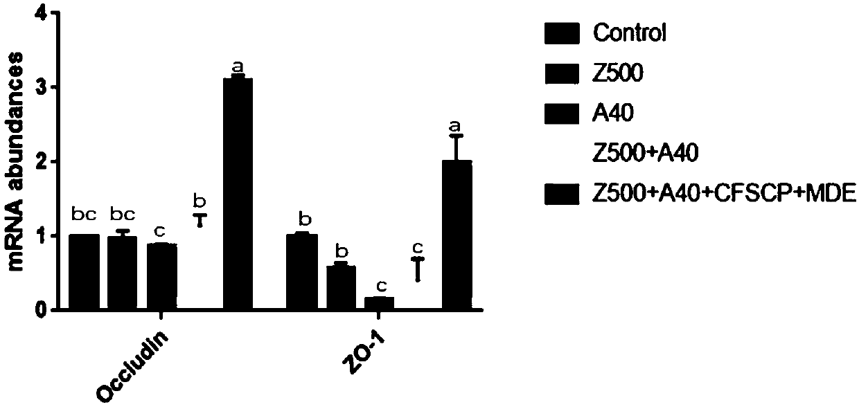 Composite probiotic fermentation composition and application thereof in preparation of preparation for preventing and treating epithelial cell injury caused by mycotoxin