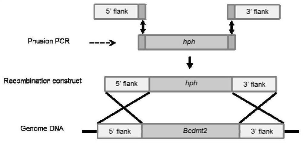 Application of bcdmt2 protein and its coding gene in regulating pathogenicity and conidia production of Botrytis cinerea