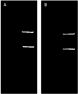 Mouse DCF1 specific polyclonal antibody and preparation method of mouse DCF1 specific polyclonal antibody