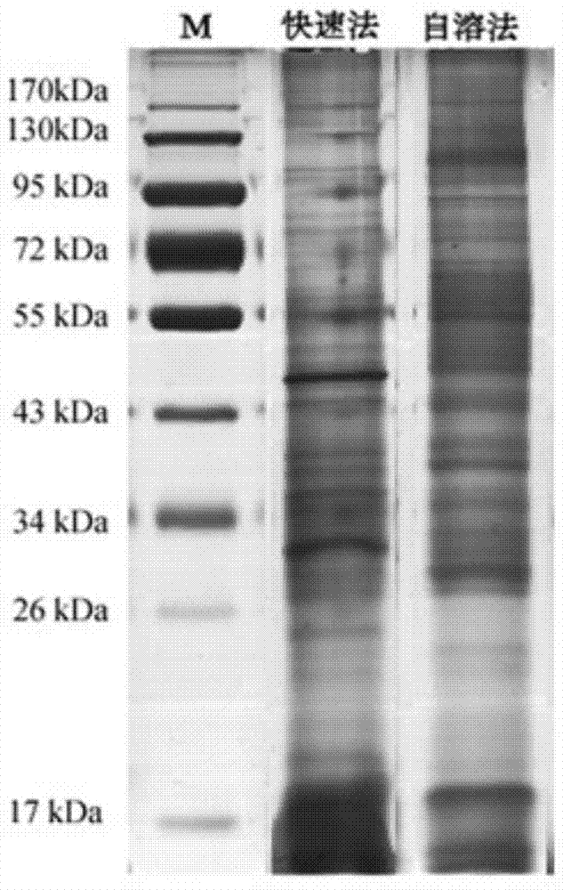 Preparation method of jellyfish cardiovascular toxin crude extract