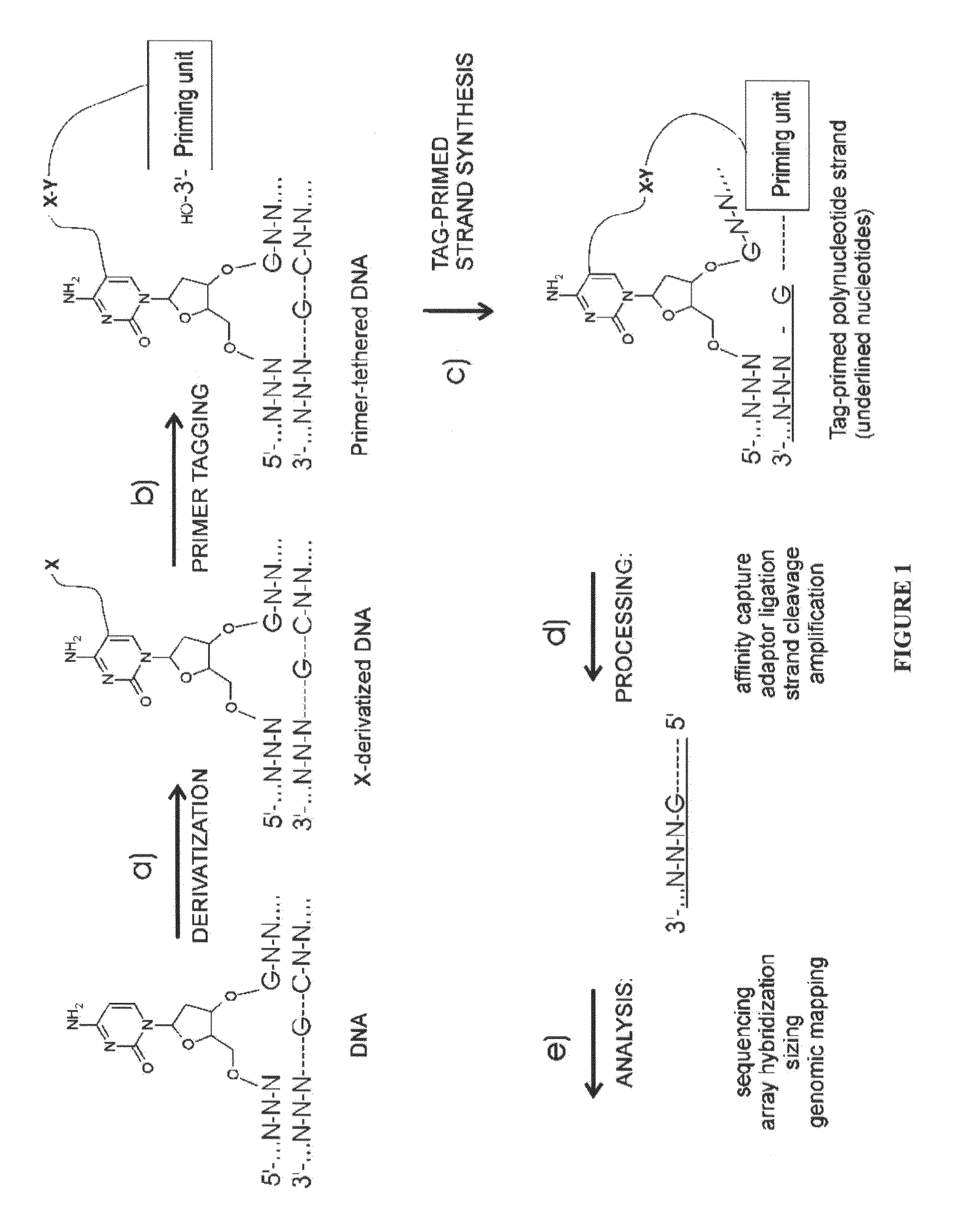 Nucleic acid production and sequence analysis