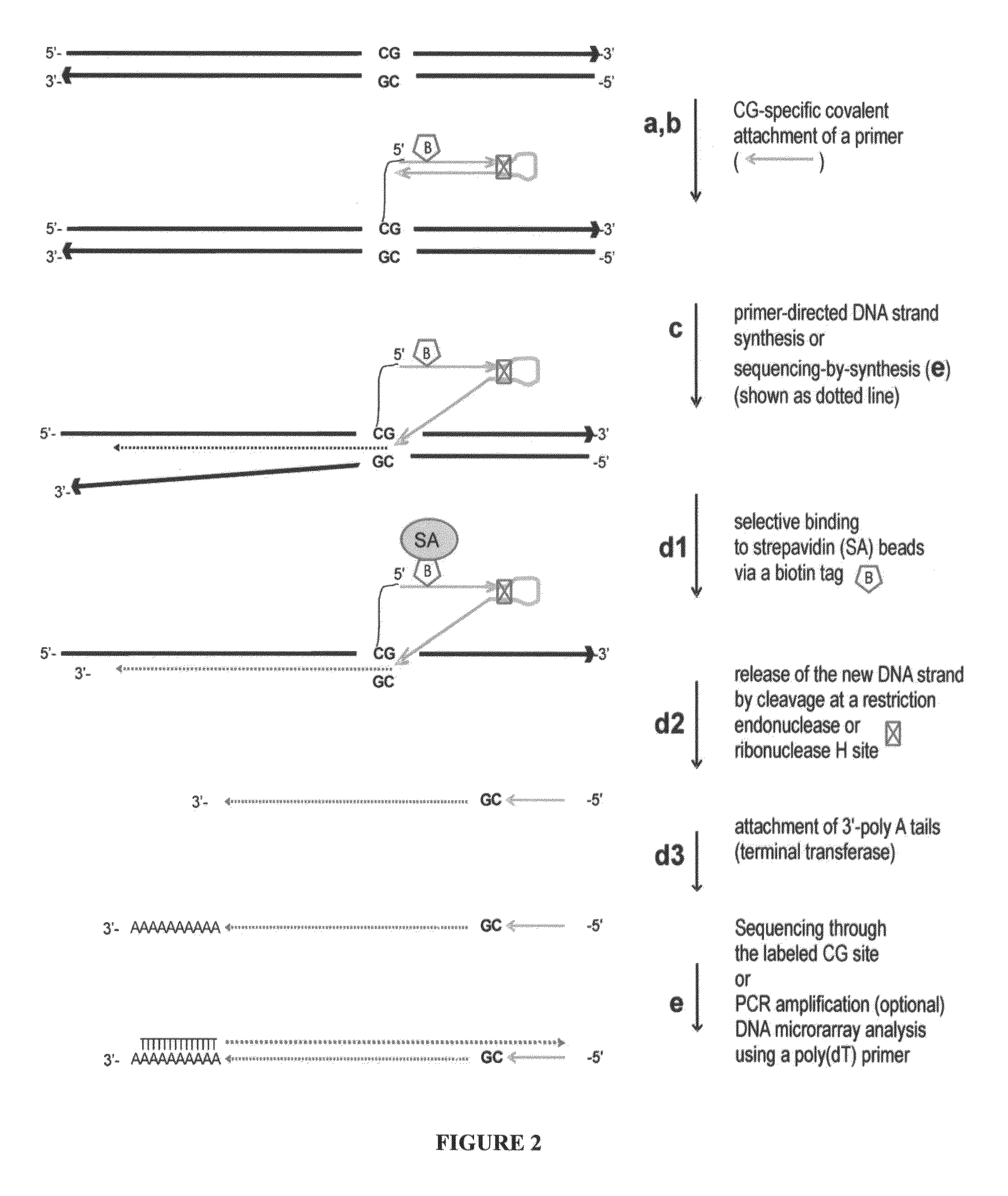 Nucleic acid production and sequence analysis