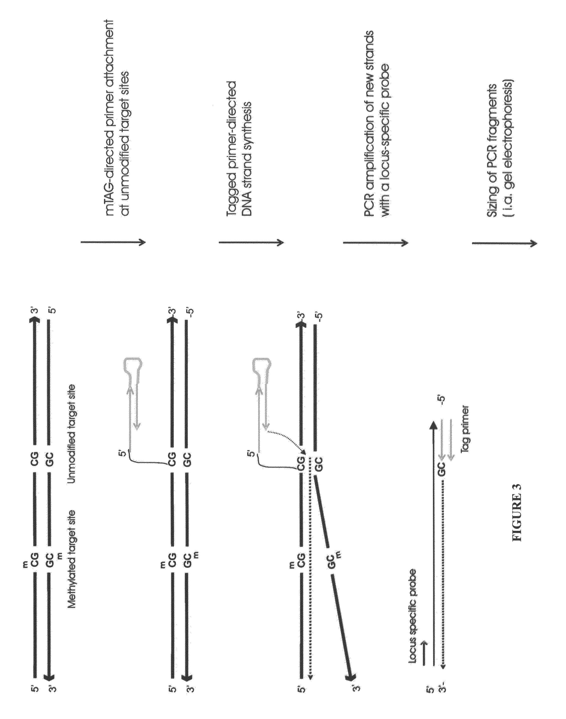 Nucleic acid production and sequence analysis