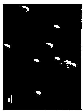 Trichoderma harzianum strain