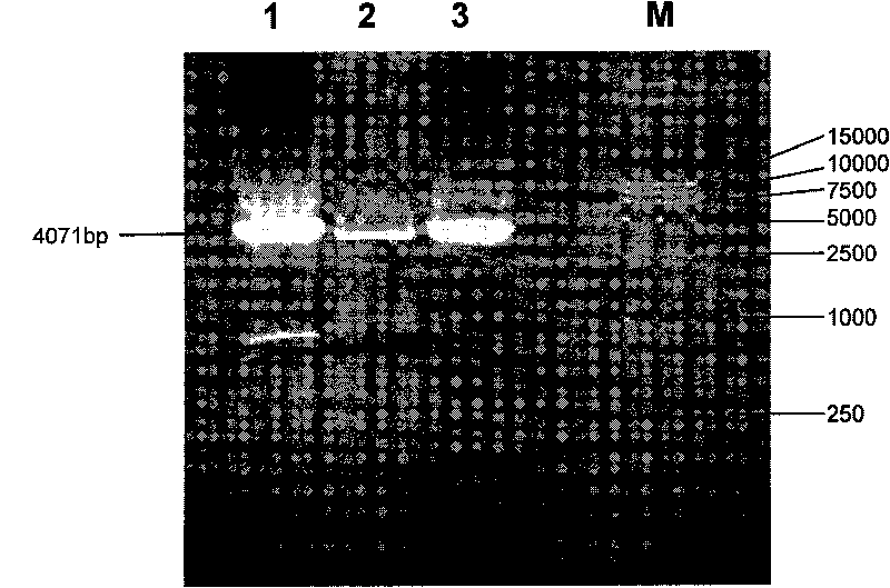 Recombination HEK 293 cell highly expressed by KDR and application thereof